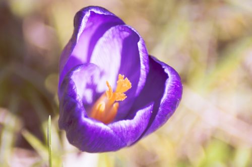 crocus flower spring