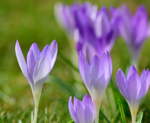 crocus close frühlingsblüher