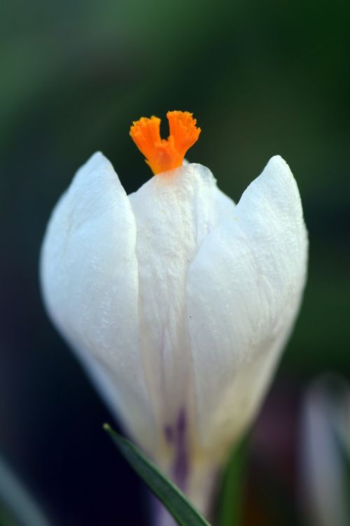 crocus white spring