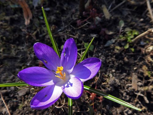 crocus spring flower purple
