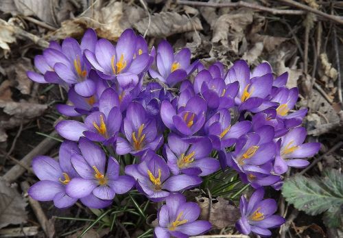 crocus flowers spring