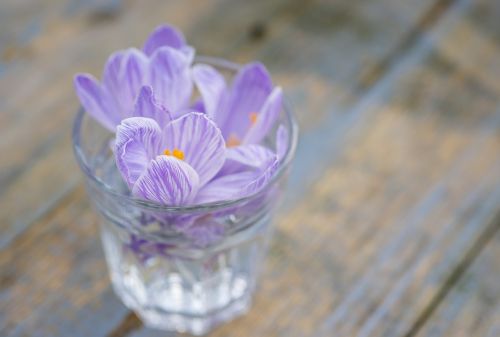 crocus flower lilac