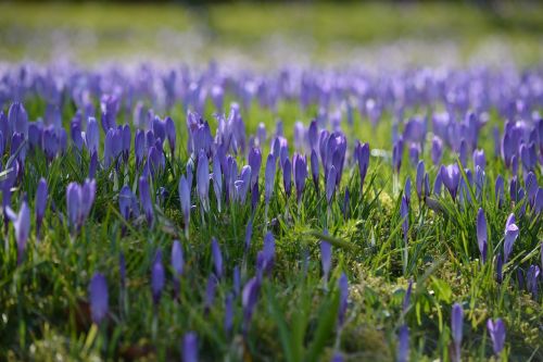 crocus flowers nature