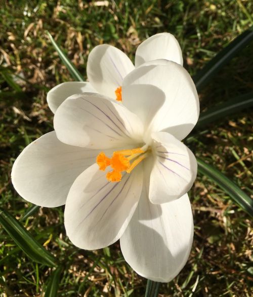 crocus flower bulbous plants