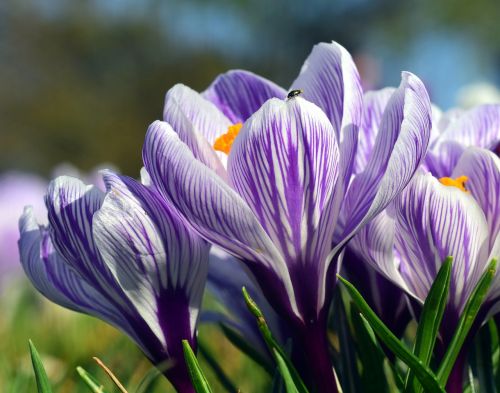 crocus blossom bloom