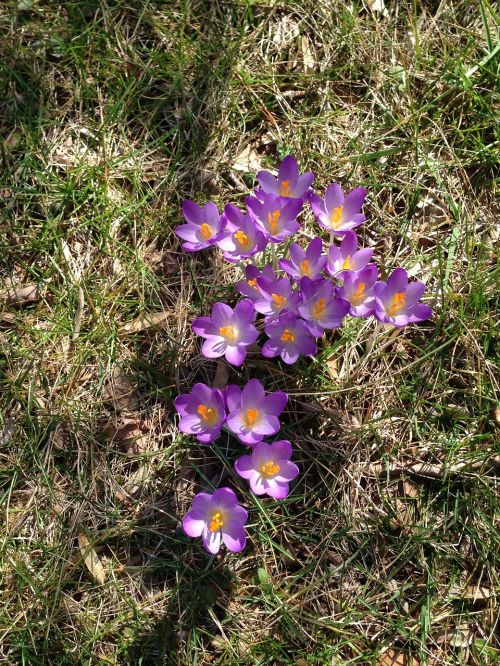 crocus bloom blooming