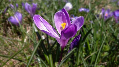 crocus crocus violet violet