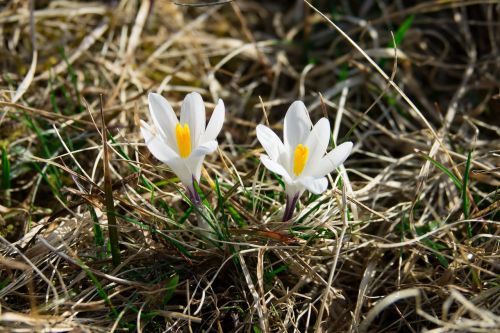 crocus white frühlingsanfang