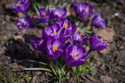 crocus flowers purple