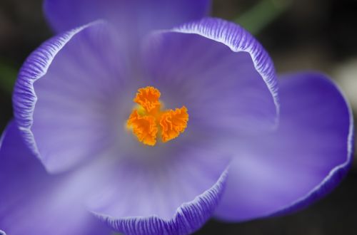 crocus spring flower