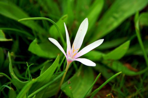 crocus geofit flower