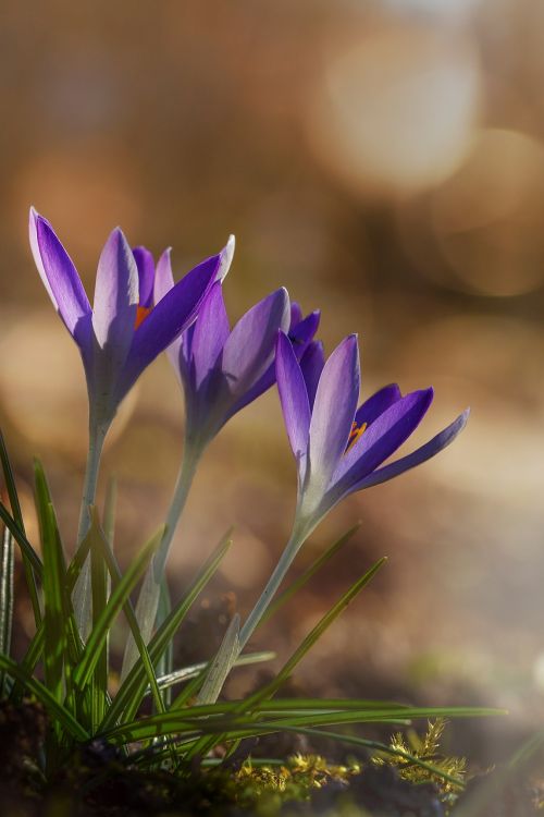 crocus spring flower