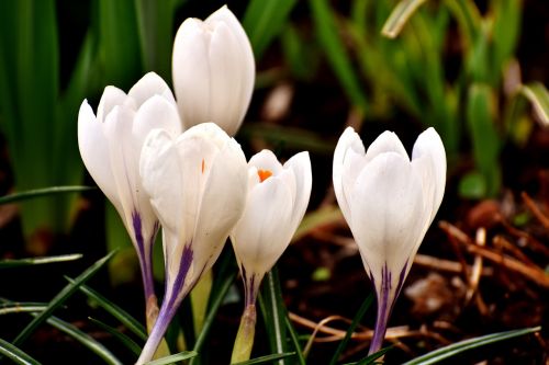 crocus flower white