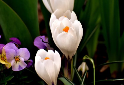 crocus flower white