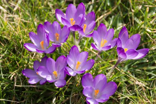 crocus purple spring awakening