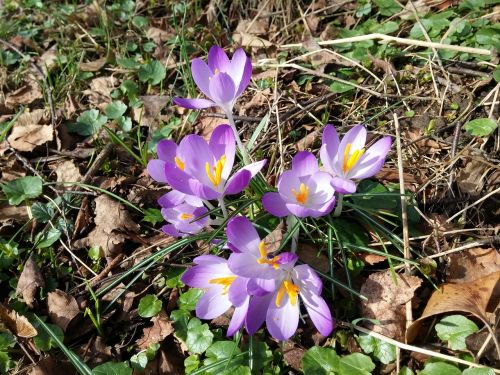 crocus spring flower spring