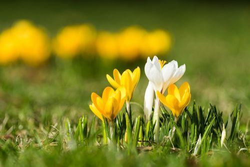 crocus isolated bokeh