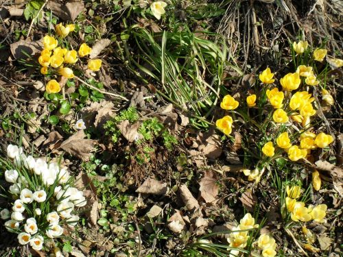 crocus flower blossom