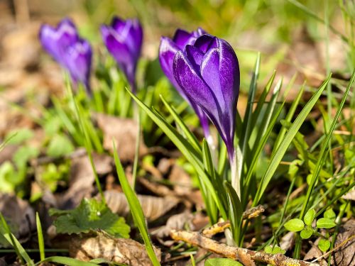 crocus flower plant