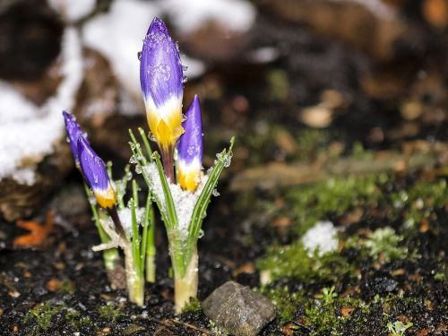 crocus flower blossom