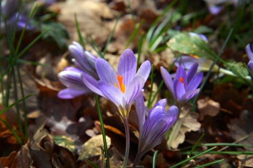 crocus flower violet