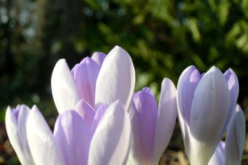 crocus meadow spring meadow