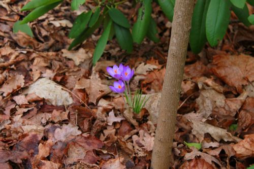 crocus flower blossom