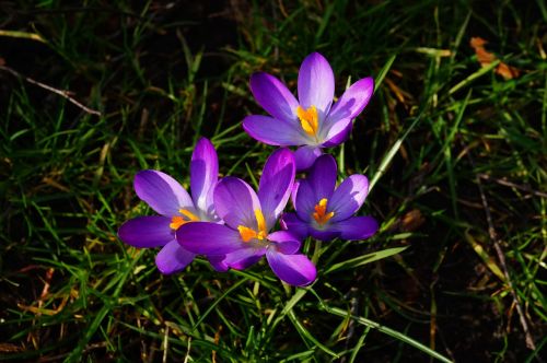 crocus purple flowers