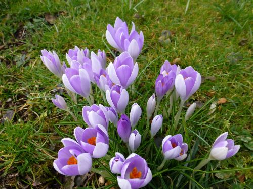 crocus flower spring