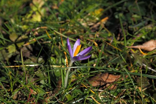 crocus blossom bloom