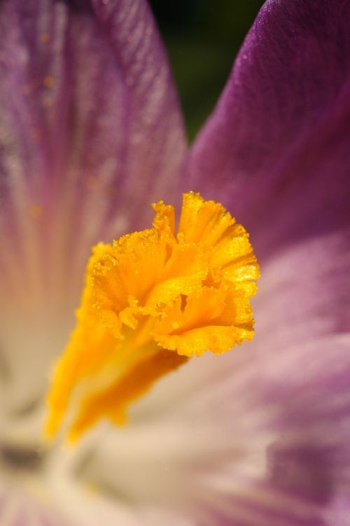 crocus spring flower