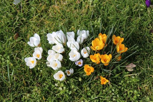 crocus flowers spring