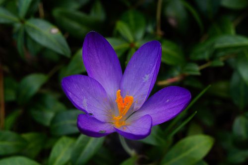 crocus blossom bloom