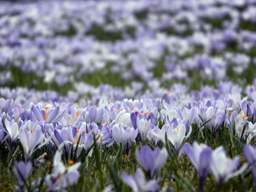 crocus nature meadow