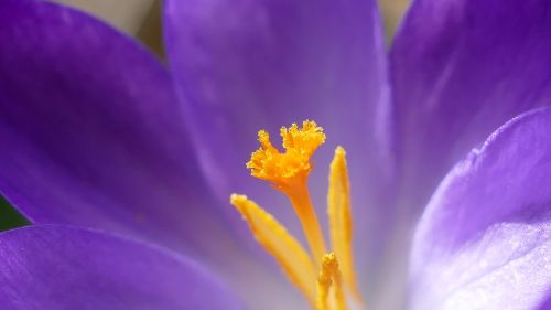 crocus blossom bloom