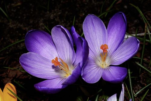 crocus flower blossom