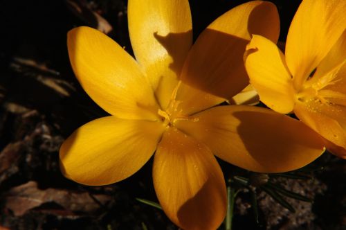 crocus flower blossom