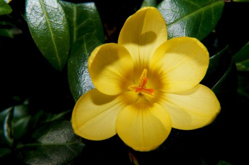 crocus flower blossom