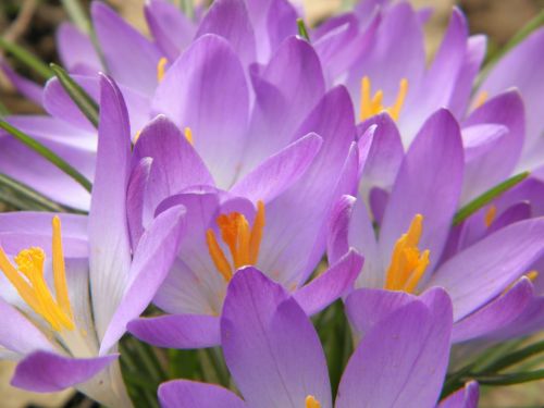 crocus purple flowers