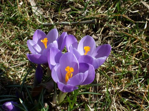 crocus spring flowers our characters