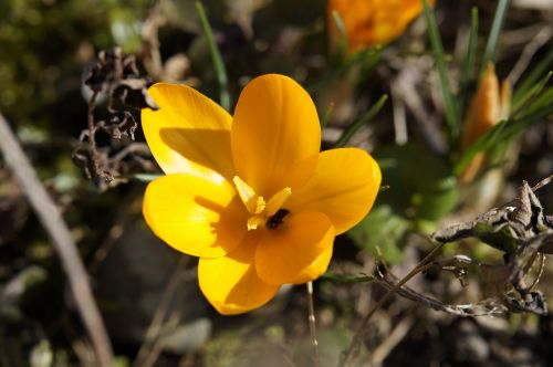 crocus spring harbinger of spring