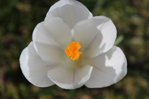 crocus spring flower