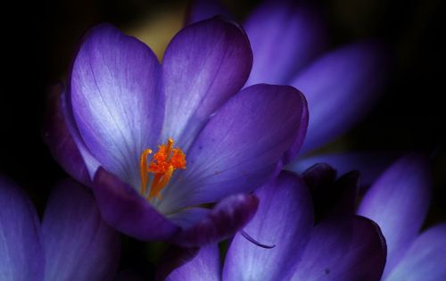 crocus blossom bloom