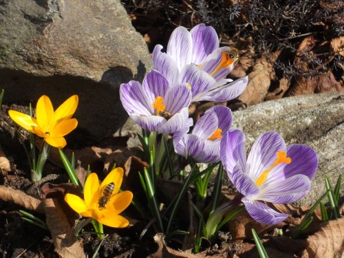 crocus spring flower