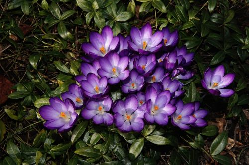 crocus blütenmeer flowers