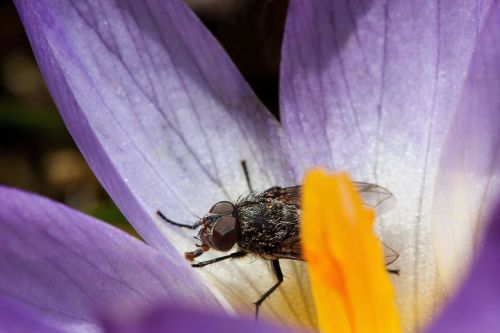 crocus wildform fly