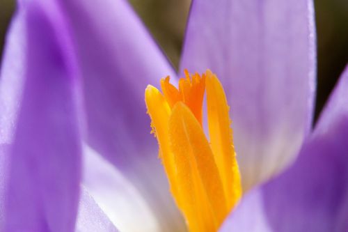 crocus wildform schwertliliengewaechs