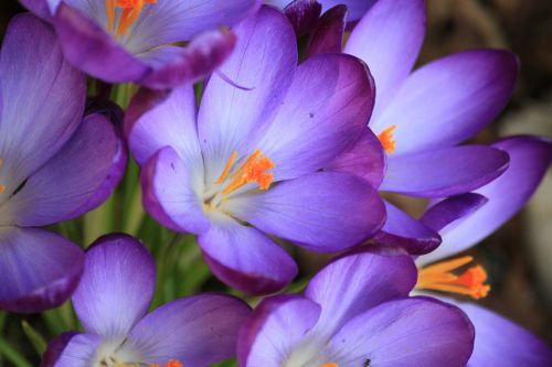 crocus flower spring