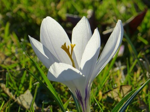 crocus blossom bloom