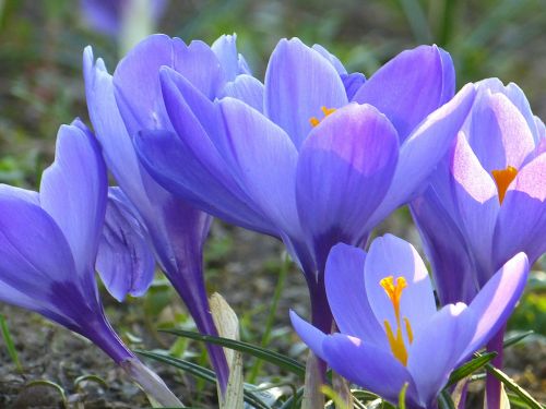 crocus blossom bloom